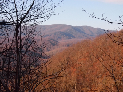 [View of the hillsides full of trees with no leaves.]